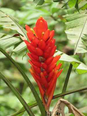 Scarlet banana(Musa coccinea)