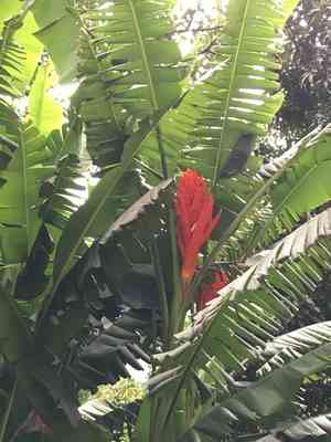 Scarlet banana(Musa coccinea)
