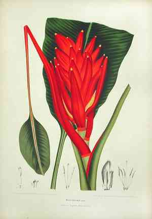 Scarlet banana(Musa coccinea)