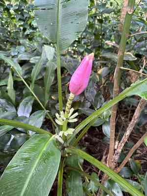 Flowering banana(Musa ornata)