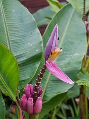 Flowering banana(Musa ornata)