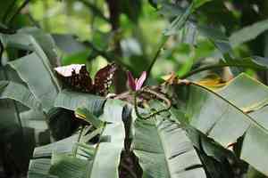 Flowering banana(Musa ornata)