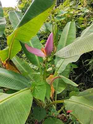 Flowering banana(Musa ornata)