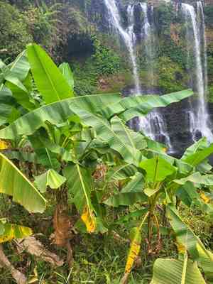 Musa (Musa)(Musa)