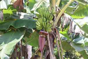 Musa (Musa)(Musa)