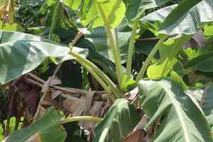 Musa (Musa)(Musa)