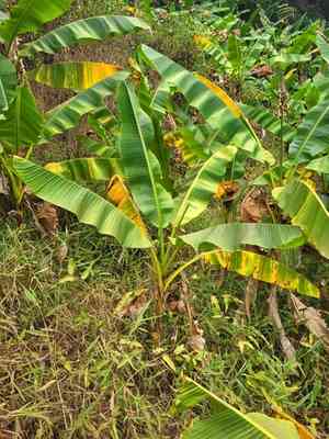 Musa (Musa)(Musa)