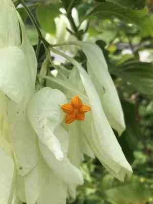 Philippine mussaenda(Mussaenda philippica)