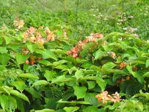 Philippine mussaenda(Mussaenda philippica)