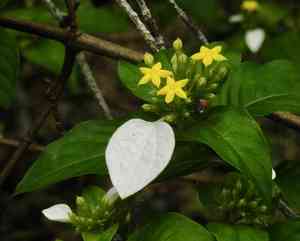 Buddha's lamp(Mussaenda pubescens)
