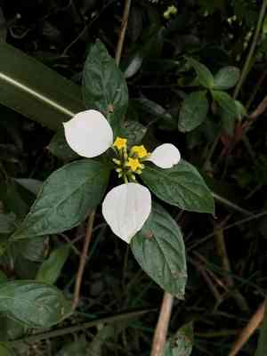 Buddha's lamp(Mussaenda pubescens)