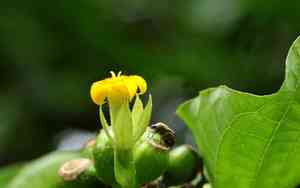 Mussaenda shikokiana(Mussaenda shikokiana)