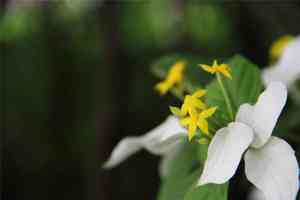 Paper-rose (Mussaenda)(Mussaenda)