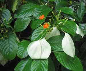 Paper-rose (Mussaenda)(Mussaenda)