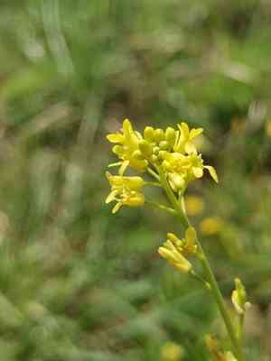 Bird's-eye cress(Myagrum perfoliatum)