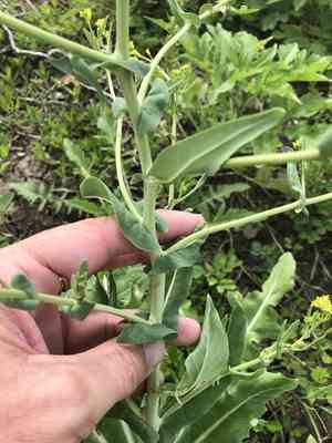 Bird's-eye cress(Myagrum perfoliatum)