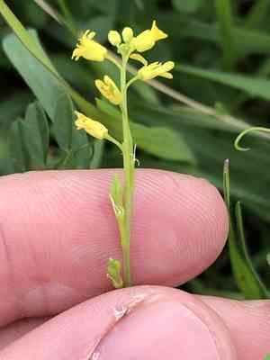 Bird's-eye cress(Myagrum perfoliatum)