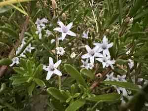 Creeping myoporum(Myoporum parvifolium)