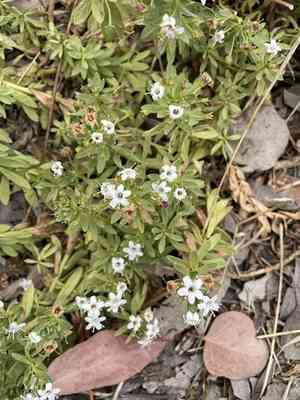 Creeping myoporum(Myoporum parvifolium)