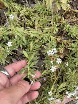 Creeping myoporum(Myoporum parvifolium)