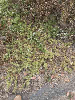 Creeping myoporum(Myoporum parvifolium)