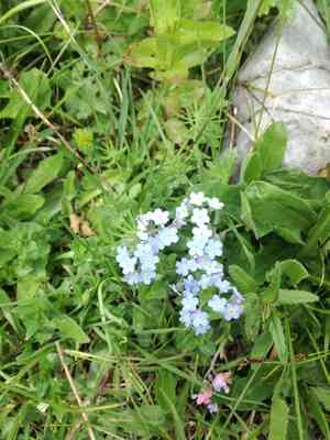 Alpine forget-me-not(Myosotis alpestris)