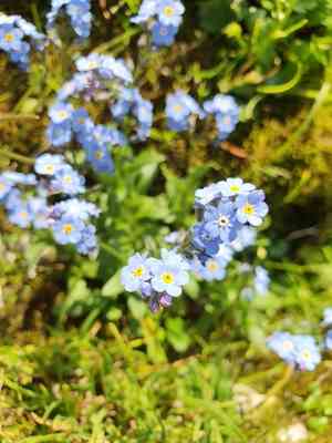 Alpine forget-me-not(Myosotis alpestris)