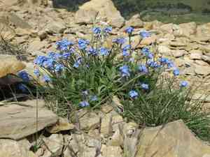 Alpine forget-me-not(Myosotis alpestris)