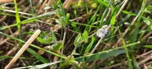 Field forget-me-not(Myosotis arvensis)