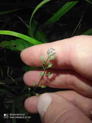 Field forget-me-not(Myosotis arvensis)