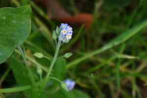 Field forget-me-not(Myosotis arvensis)