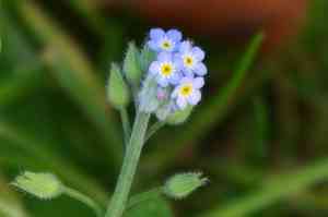 Field forget-me-not(Myosotis arvensis)
