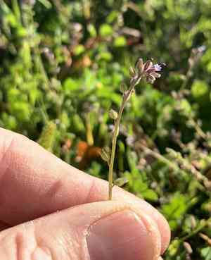 Changing forget-me-not(Myosotis discolor)