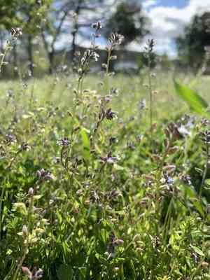 Changing forget-me-not(Myosotis discolor)