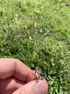 Changing forget-me-not(Myosotis discolor)