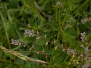 Changing forget-me-not(Myosotis discolor)