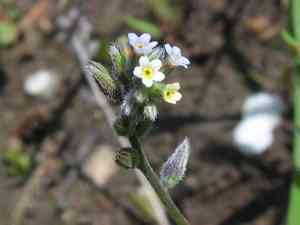 Changing forget-me-not(Myosotis discolor)