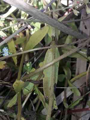 Bay forget-me-not(Myosotis laxa)