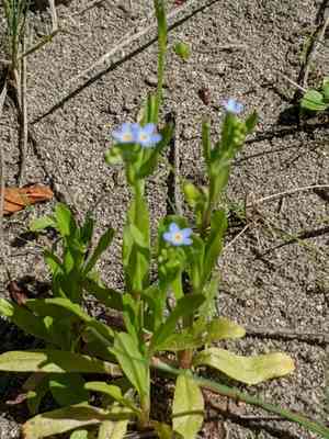 Bay forget-me-not(Myosotis laxa)
