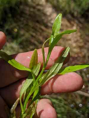 Bay forget-me-not(Myosotis laxa)