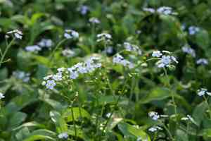 True forget-me-not(Myosotis scorpioides)