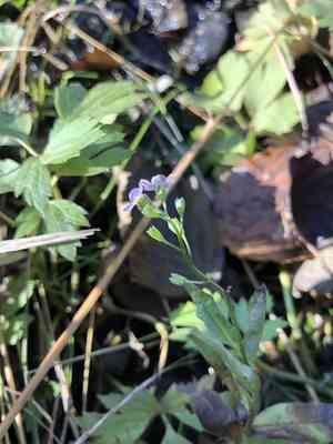 True forget-me-not(Myosotis scorpioides)