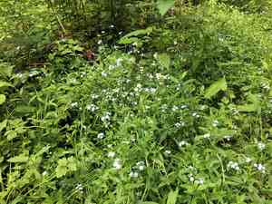 True forget-me-not(Myosotis scorpioides)