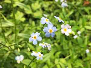 True forget-me-not(Myosotis scorpioides)