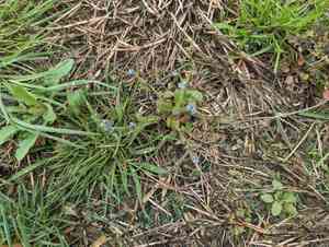 Spring forget-me-not(Myosotis verna)