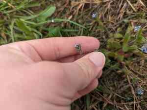 Spring forget-me-not(Myosotis verna)