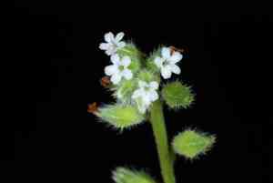 Spring forget-me-not(Myosotis verna)