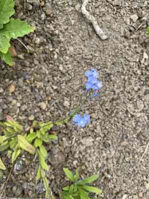Forget-me-nots (Myosotis)(Myosotis)