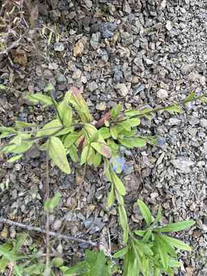 Forget-me-nots (Myosotis)(Myosotis)