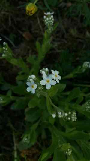 Forget-me-nots (Myosotis)(Myosotis)